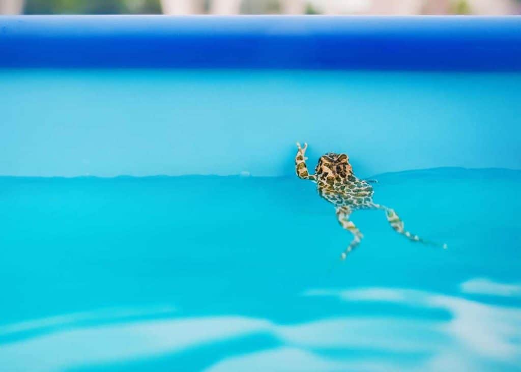 Swimming pool frogs problems